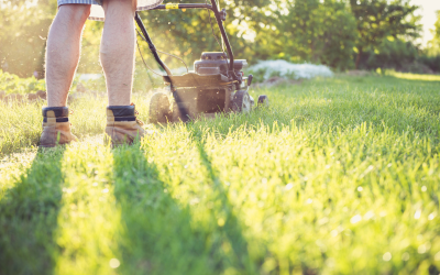 Lawn Care 101: Essential Tips for a Healthy, Lush Lawn